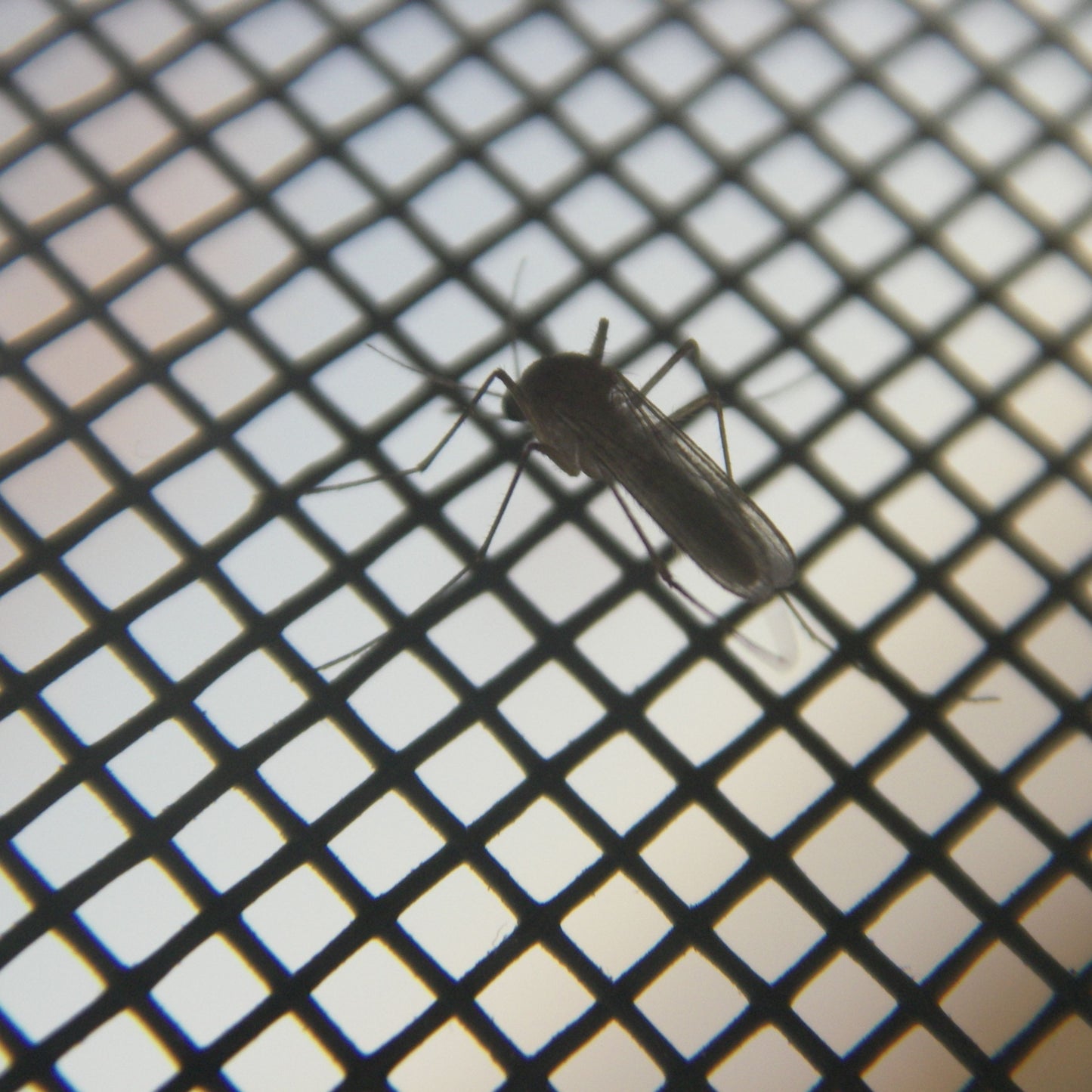 Mosquitera Magnética Antiinsectos